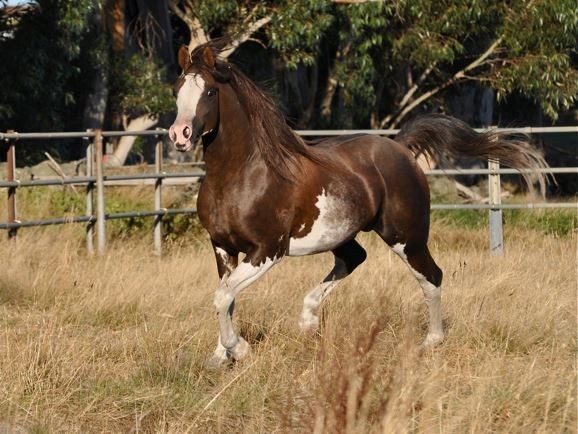 Crabbet Arabian Studbook Bloodline