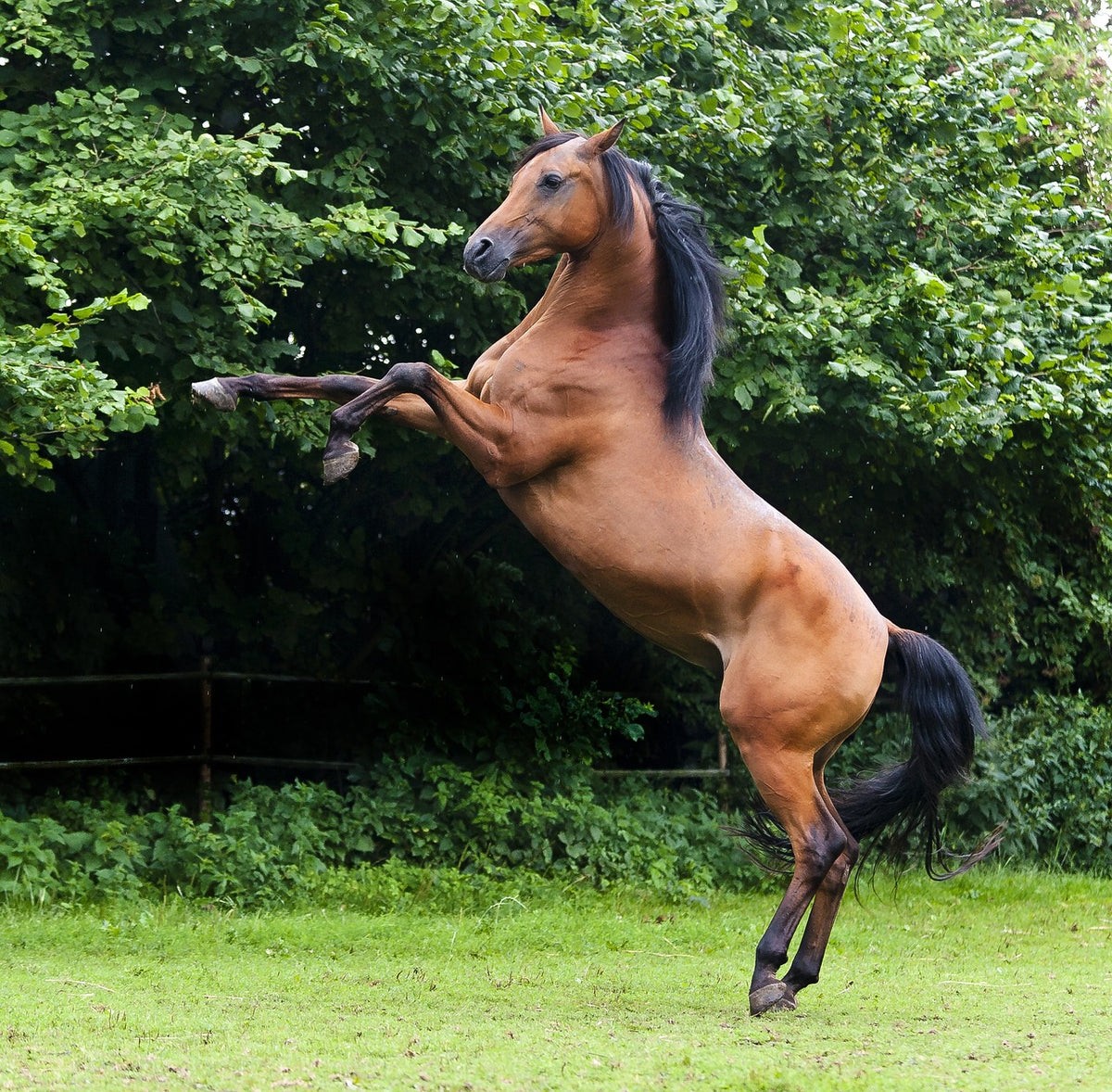 Heritage-bred Arabian Horses