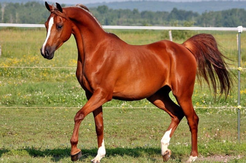 Arabian Stallion