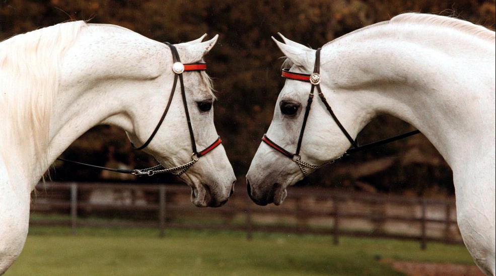 Ferzon Bloodlines Arabian Horses