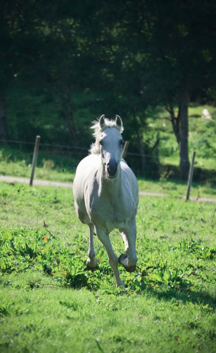 Arabian Horse