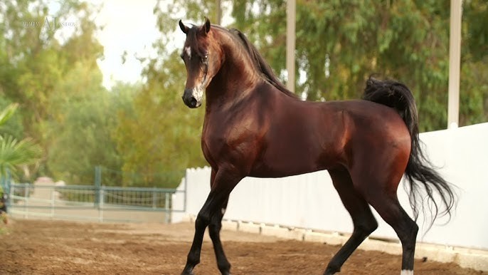 Azraff Bloodlines Arabian Horse