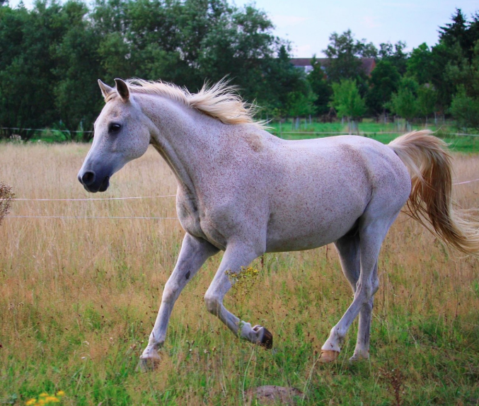 How Do Classic Bloodline Arabian Mares Influence Modern Breeding?