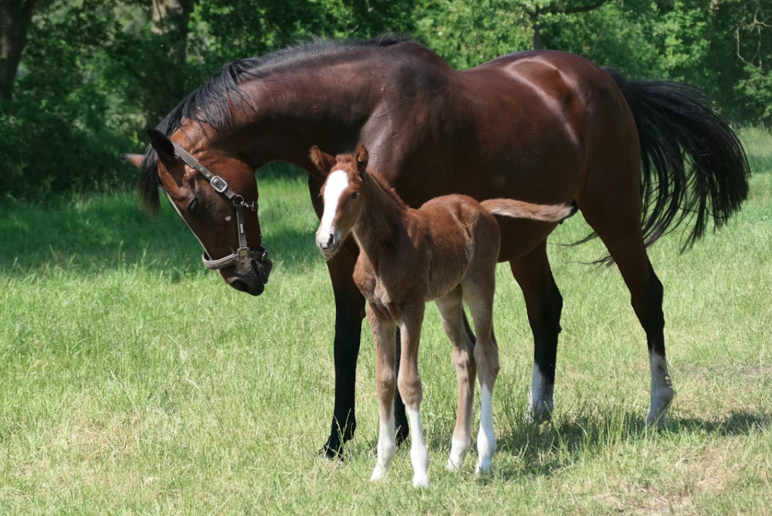 Mirage Bloodlines Arabian Horses
