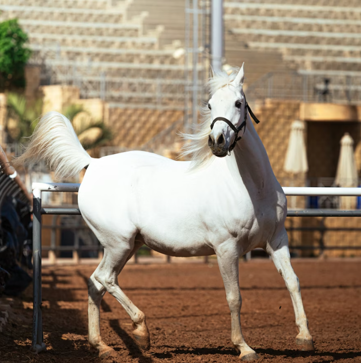 Why Are Selby Arabians Considered a Cornerstone of U.S. Arabian Breeding?