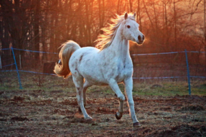 white horse