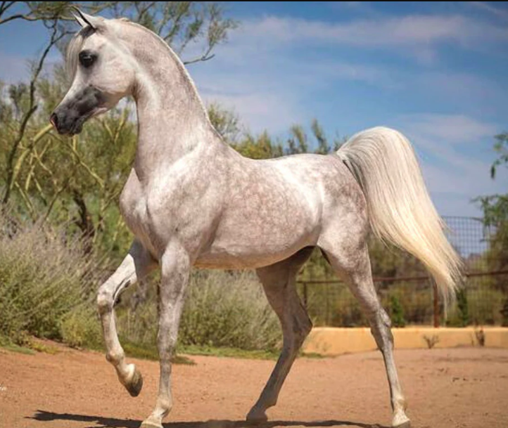 Documented Arabian Bloodlines