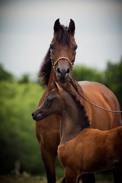 Arabian Broodmare for Breeding