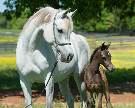 Horses